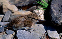 Common sandpiper chick amongst stones {Actitis hypoleucos} Powys Wales UK