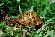 Eastern box turtle {Terrapene carolina carolina} Michigan USA