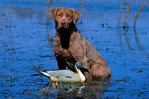 Chesapeake bay retriever decoy duck {Canis familiaris} US