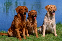 Three Golden retrievers {Canis familiaris} USA