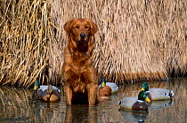 Golden retriever duck decoys in water {Canis familiaris} USA