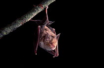 Mediterranean horseshoe bat hanging upside down {Rhinolophus euryale} Europe