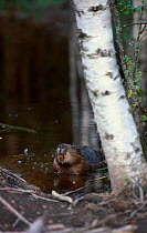 Eurasian beaver {Castor fiber} Sweden august 2002