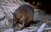 Eurasian beaver {Castor fiber} Sweden august 2002