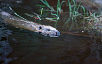 Eurasian beaver swimming {Castor fiber} Sweden august 200