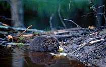 Eurasian beaver young feeding on apple {Castor fiber} Sweden Aug-02
