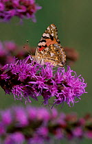 Painted lady butterfly {Cynthia cardui} Sweden {Vanessa cardui}