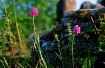 Pyramidal orchid {Anacamptis pyramidalis} Oland Sweden