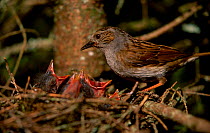 Dunnock at nest with chicks {Prunella modularis} Sweden