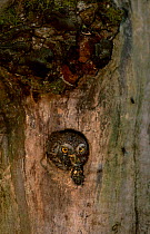 Pygmy owl removes debris from nest {Glaucidium passerinum} Sweden