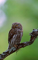 Pygmy owl {Glaucidium passerinum} Sweden