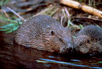 Eurasian beaver + 2-month-old young {Castor fiber} Sweden