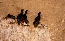 Magellan cormorants + nests {Phalacrocorax magellanicus} Valdez, Patagonia, Argentina