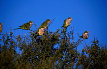 Monk parakeets in tree {Myiopsitta monachus} Valdez, Patagonia, Argentina Chubut