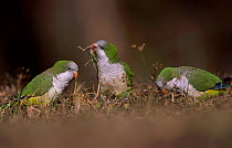 Monk parakeets feeding on ground {Myiopsitta monachus} La Pampa, Argentina Salinas