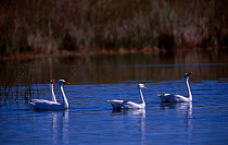 Coscoroba swans {Coscoroba coscoroba} La Pampa, Argentina Macachina, Pampas