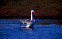 Coscoroba swan stretching wings {Coscoroba coscoroba} La Pampa, Argentina Macachina, Pampas