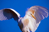 Cattle egret {Bubulcus ibis} La Pampa, Argentina Macachin, Pampas