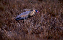 Whistling heron {Syrigma sibilatrix} La Pampa, Argentina Macachin, Pampas