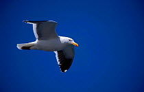 Southern black backed (Kelp) gull flying {Larus dominicans} Valdez, Patagonia, Argentina