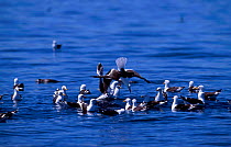 Southern black backed (Kelp) gull diving {Larus dominicans} Valdez, Patagonia, Argentina