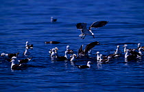 Southern black backed (Kelp) gulls fishing {Larus dominicans} Valdez, Patagonia, Argentina