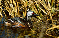 White tufted grebe with chick on back {Rollandia rolland} La Pampa, Argentina Macachin