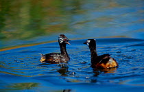 White tufted grebes courtship display {Rollandia rolland} La Pampa, Argentina Macachin