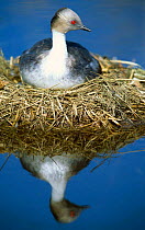 Silvery grebe on nest {Podiceps occipitalis} La Pampa, Argentina Atreu-co