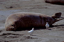 Snowy sheathbill {Chionis alba} feeds from wounds on Elephant seal. Patagonia Argentina