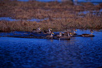 Georgian teal flock on water {Anas georgica} La Pampa Argentina Macachin
