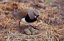 Southern lapwing {Vanellus chilensis} at nest with eggs hatching. La Pampa Argentina