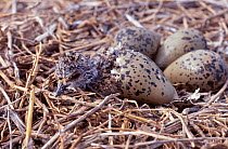 Southern lapwing eggs hatching {Vanellus chilensis} La Pampa Argentina Macachin