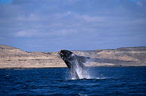 Southern right whale calf breaching {Balaena glacialis australis} Patagonia Argentina