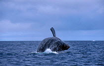 Southern right whale breaching {Balaena glacialis australis} Valdez Patagonia Argentina