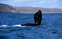 Southern right whale pectoral fin {Balaena glacialis australis} Patagonia Argentina