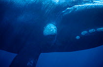 Southern right whale underwater {Balaena glacialis australis} Valdez Patagonia Argentina