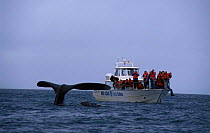 Whale watchers view Southern right whale {Balaena glacialis australis} Patagonia Argentina