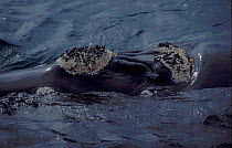 Blow hole of Southern right whale underwater {Balaena glacialis australis} Argentina