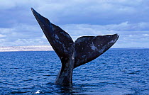 Southern right whale tail fluke {Balaena glacialis australis} Argentina Patagonia Argentina
