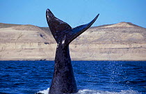 Southern right whale diving {Balaena glacialis australis} Argentina Patagonia Argentina