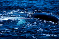 Southern right whale penis visible during mating {Balaena glacialis australis} Argentina