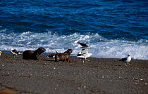 South American / Patagonian sealion cubs play chase gulls {Otaria flavescens} Valdez, Patagonia, Argentina