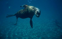 South American / Patagonian sealion underwater {Otaria flavescens} Valdez, Patagonia, Argentina Chubut