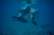 South American / Patagonian sealions underwater {Otaria flavescens} Valdez, Patagonia, Argentina Chubut