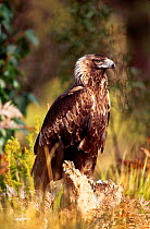 Wedge tailed eagle {Aquila audax} Tasmanian form Tasmania Australia
