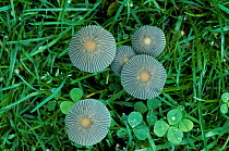 Little jap umbrella fungi {Coprinus plicatilus} Surrey UK