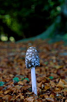 Magpie fungus {Coprinus picaceus} Surrey UK