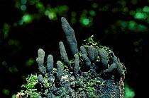 Deads mans fingers fungus {Xylaria polymorpha} Devon UK