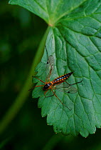 Spotted cranefly {Nephrotoma appiculata} Surrey UK